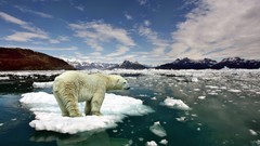 Animals Polar Bears