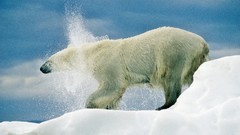 Animals Polar Bears