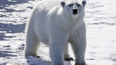 Animals Polar Bears