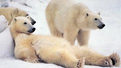 Animals Polar Bears