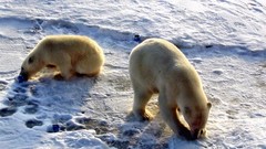 Animals Polar Bears