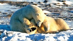 Animals Polar Bears
