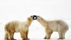 Animals Polar Bears