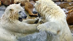 Animals Polar Bears