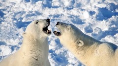 Animals Polar Bears