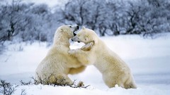 Animals Polar Bears