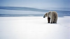 Animals Polar Bears