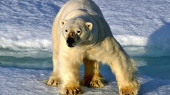 Animals Polar Bears