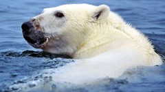 Animals Polar Bears