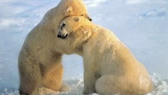 Animals Polar Bears