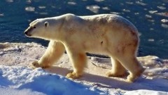 Animals Polar Bears