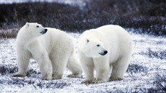 Animals Polar Bears