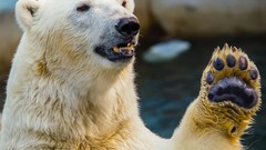 Animals Polar Bears