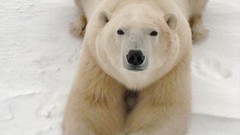 Animals Polar Bears