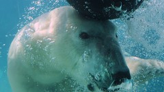 Animals Polar Bears