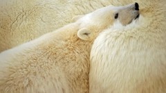 Animals Polar Bears