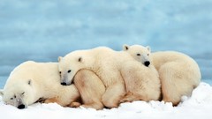 Animals Polar Bears