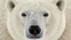 Animals Polar Bears