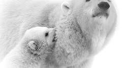 Animals Polar Bears