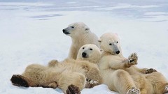 Animals Polar Bears