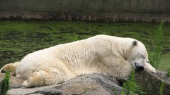 Animals Polar Bears