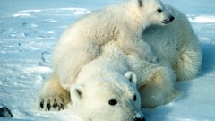 Animals Polar Bears