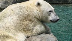 Animals Polar Bears