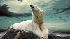 Animals Polar Bears