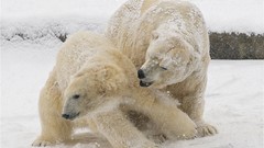 Animals Polar Bears