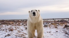Animals Polar Bears