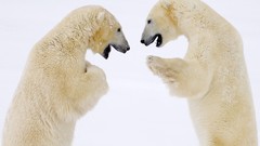 Animals Polar Bears