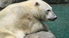 Animals Polar Bears
