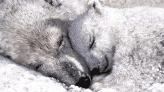 Animals Polar Bears baby