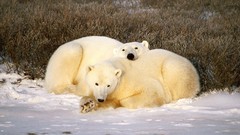 Animals Polar Bears baby animals