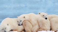 Animals Polar Bears baby animals