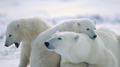 Animals Polar Bears baby animals