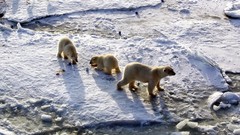 Animals Polar Bears baby animals