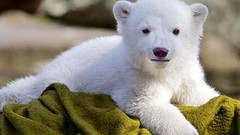 Animals Polar Bears baby animals