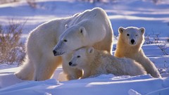 Animals Polar Bears baby animals