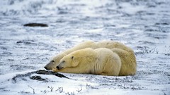 Animals Polar Bears baby animals
