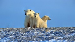 Animals Polar Bears baby animals