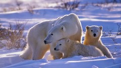 Animals Polar Bears baby animals