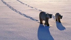 Animals Polar Bears baby animals