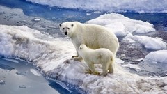Animals Polar Bears baby animals