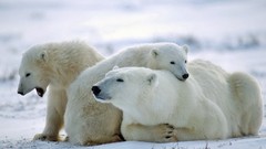 Animals Polar Bears baby animals