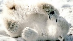 Animals Polar Bears baby animals