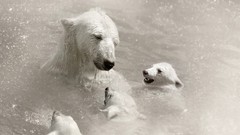 Animals Polar Bears baby animals