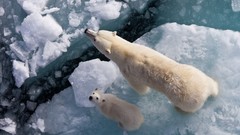 Animals Polar Bears baby animals snow landscapes