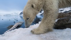 Animals Polar Bears snow landscapes