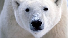 Animals Polar Bears wild animals